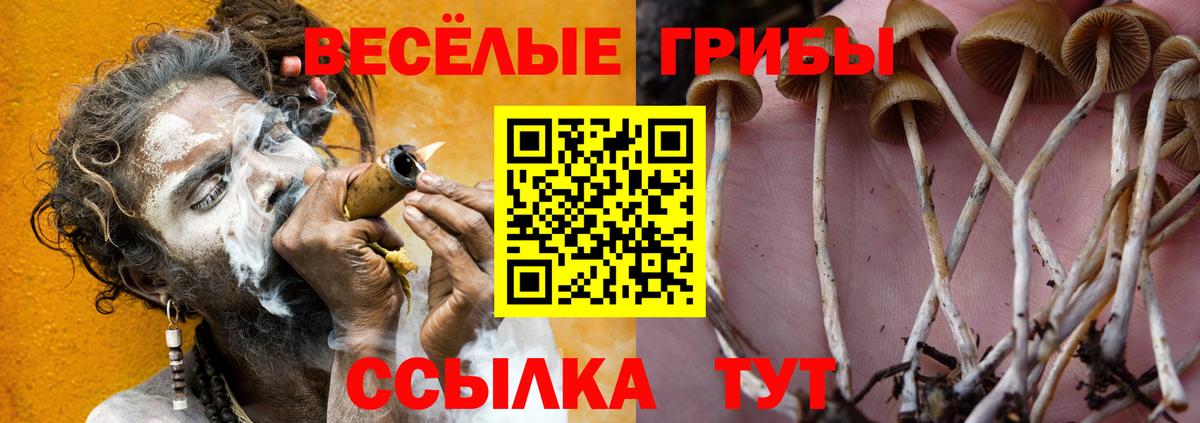 купить  сайты  Вход с VPN  Корсаков  Псилоцибиновые грибы ЛСД 